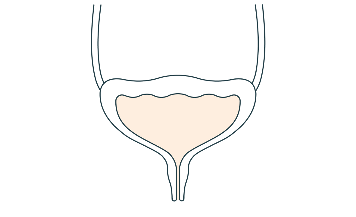 Urinausscheidung